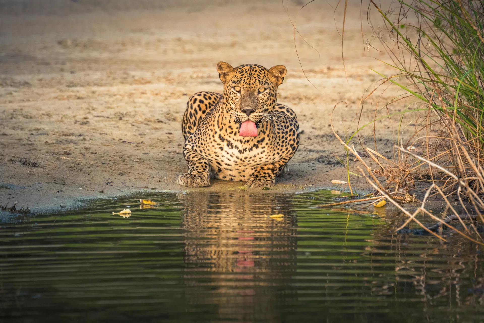 Wild life, Bandhavgarh