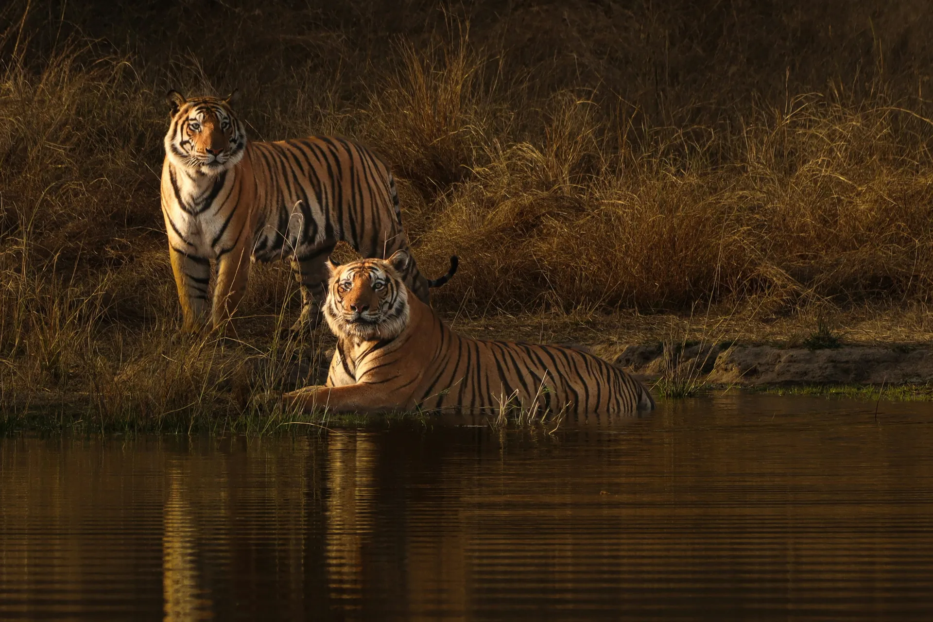 Wild life, Bandhavgarh