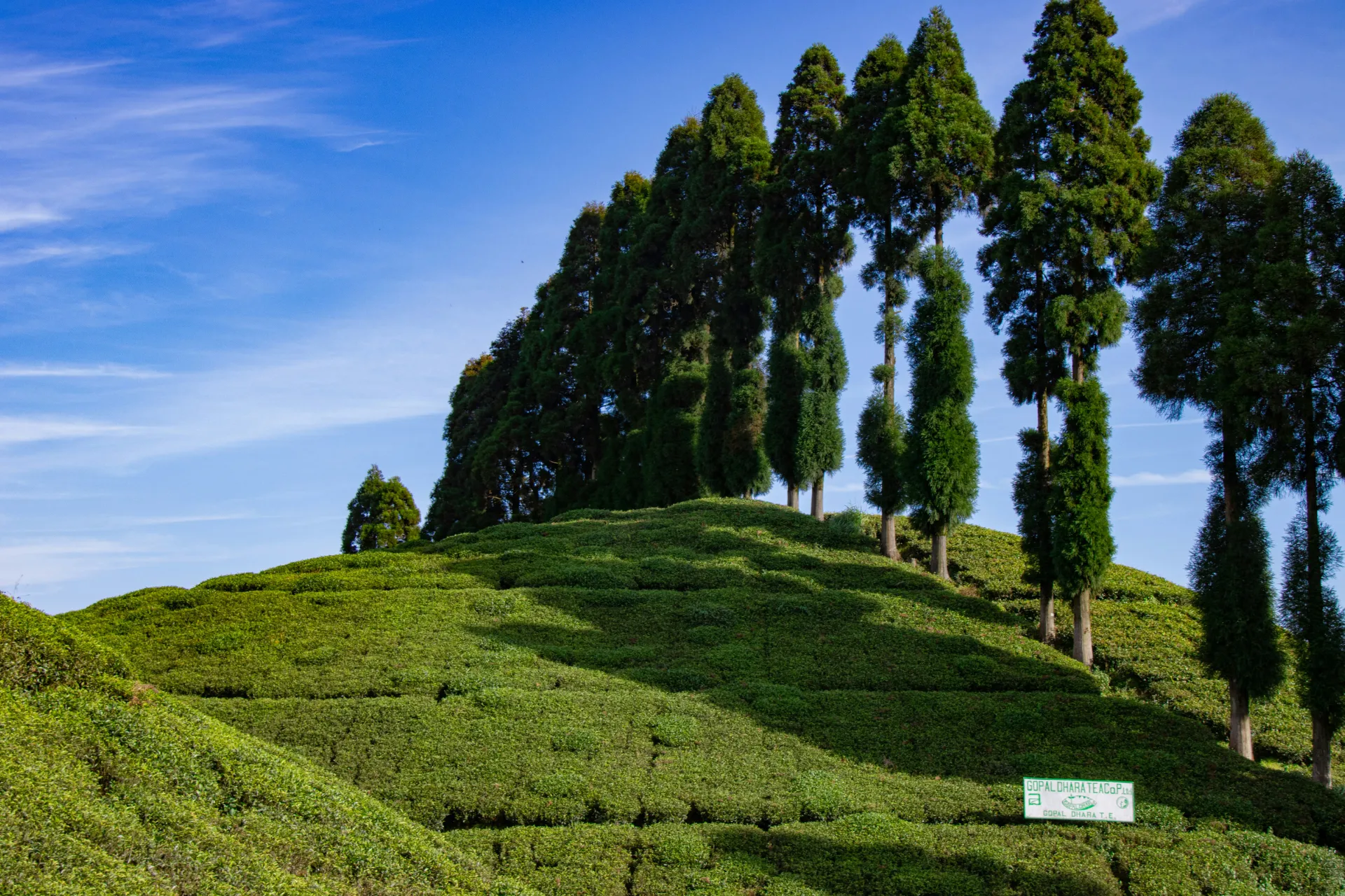 Hill Station , Darjeeling